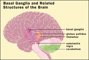 The location of the basal ganglia within the brain