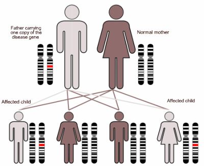 Inheritance of an autosomal dominant disease gene