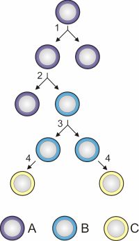 Diagram depicting stem cell differentiation